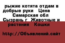 рыжие котята отдам в добрые руки › Цена ­ 10 - Самарская обл., Сызрань г. Животные и растения » Кошки   